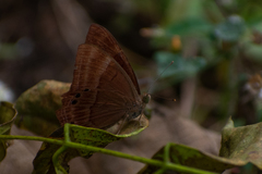 Abisara bifasciata suffusa