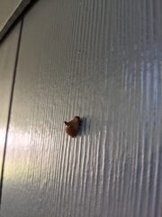 Tortricidia testacea