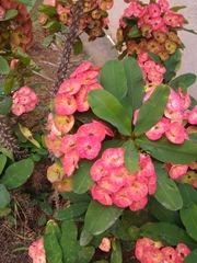Euphorbia milii