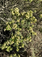 Phylica buxifolia