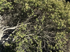 Phylica buxifolia