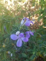 Barleria obtusa