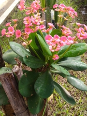 Euphorbia milii