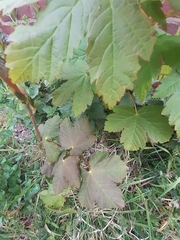 Acer pseudoplatanus
