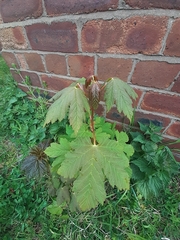 Acer pseudoplatanus