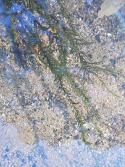 Egeria densa