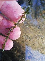 Egeria densa