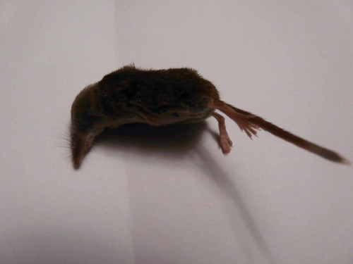Sorex minutus