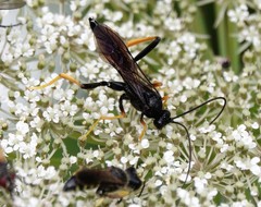 Exetastes suaveolens