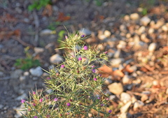 Cirsium italicum