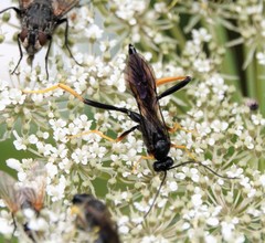 Exetastes suaveolens