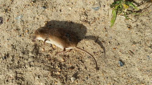 Crowned Shrew (Sorex coronatus)