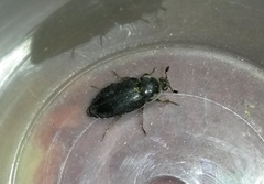 Dermestes frischii