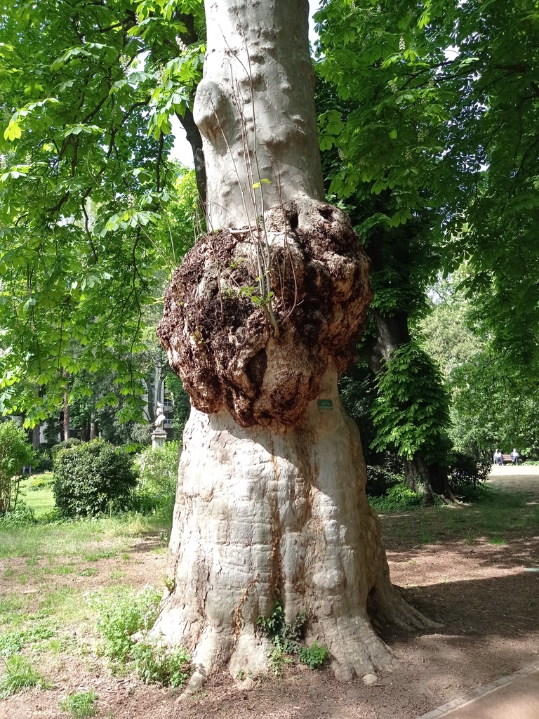The Great Plane of the Giardino Pubblico
