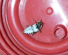 Dermestes frischii