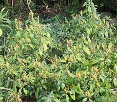 Metarungia longistrobus