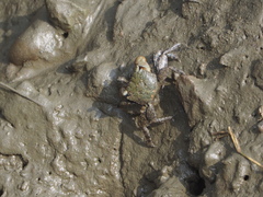 Parasesarma