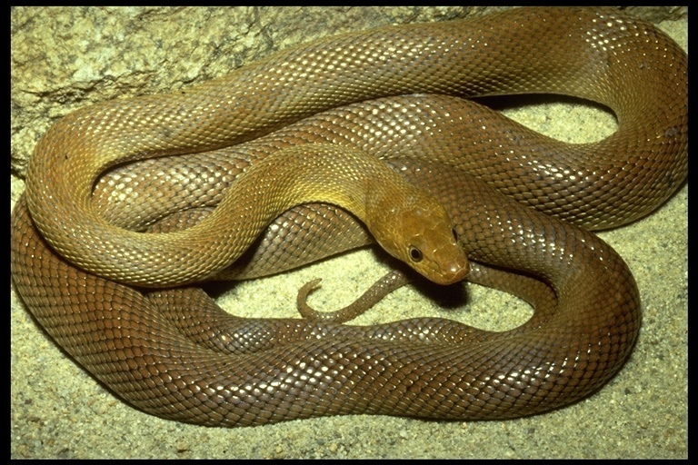 Baja California Ratsnake (Southern California Reptiles and Amphibians ...