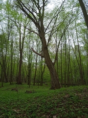 Carpinus betulus