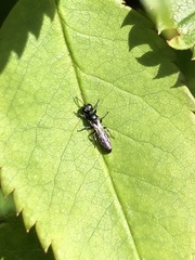 Crossocerus megacephalus