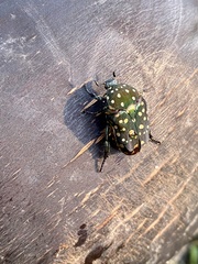 Protaetia niveoguttata