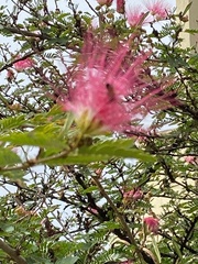Calliandra dysantha