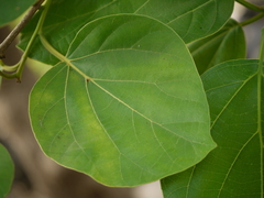 Cordia dichotoma