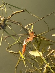 Protaetia niveoguttata