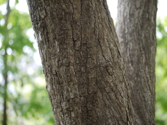 Cordia dichotoma