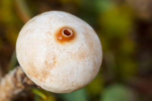 Winter Stalk-puffball