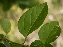 Cordia dichotoma