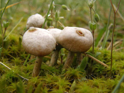 Winter Stalk-puffball