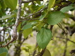 Cordia dichotoma