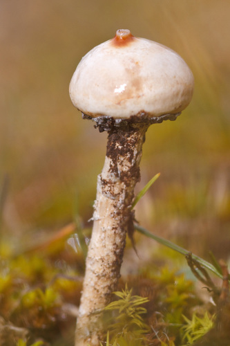 Winter Stalk-puffball