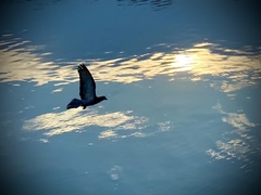 Protaetia niveoguttata