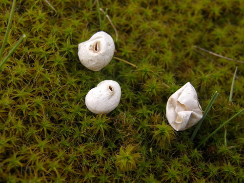 Winter Stalk-puffball