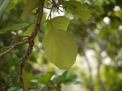 Cordia dichotoma