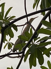 Protaetia niveoguttata