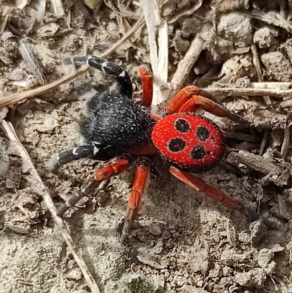 Eresus hermani