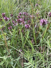 Lamium purpureum