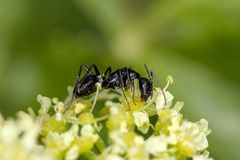 Camponotus aethiops