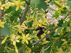 Bombus fervidus