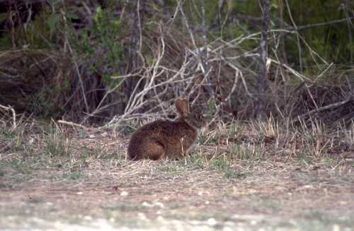 Sylvilagus palustris