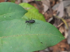 Cylindera decolorata
