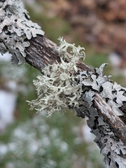 Ramalina dilacerata