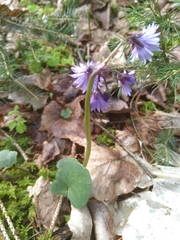 Soldanella montana