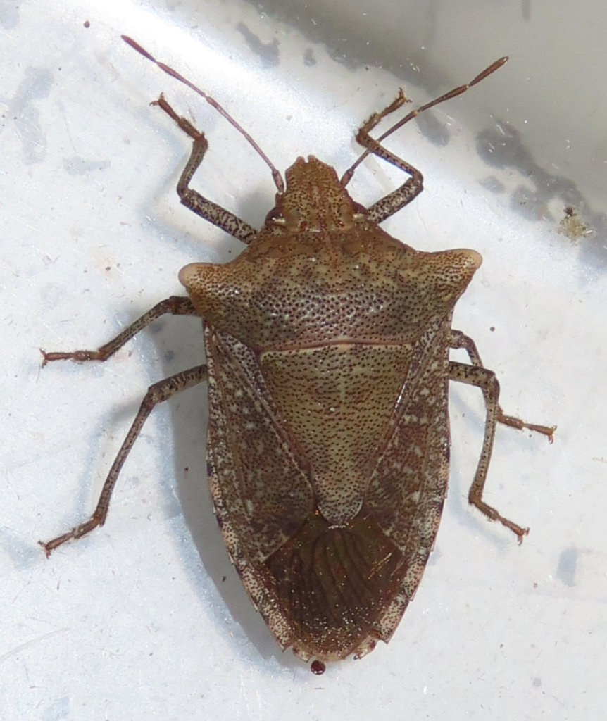 Ochrophara chinensis