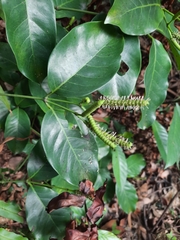 Gnetum luofuense