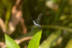Brachydiplax