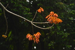 Firmiana malayana